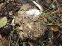 image of hen_of_the_woods