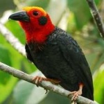 image of bird