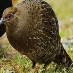 image of bird