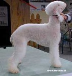 image of bedlington_terrier