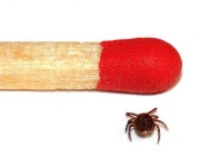 image of matchstick