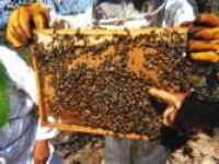 image of honeycomb