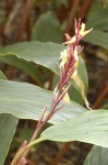 image of flower