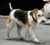 image of wire_haired_fox_terrier #29