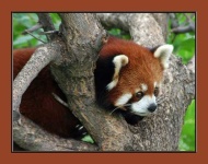 image of lesser_panda #26