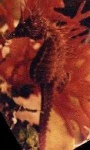 image of sea_horse