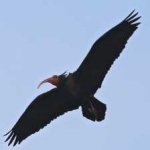 image of bird