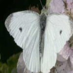image of animal