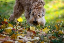 image of animal