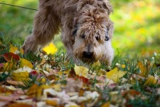 image of wheaten_terrier #30