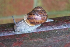 image of snail
