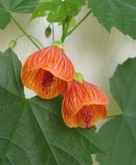 image of flower