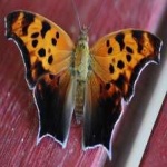 image of animal