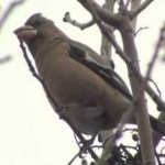 image of bird