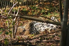 image of jaguar_car