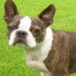 image of animal