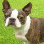 image of boston_terrier #34