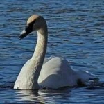 image of bird