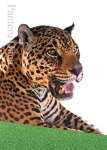 image of jaguar_car