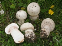 image of mushrooms