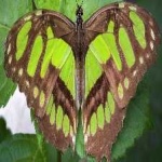 image of animal