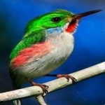 image of bird