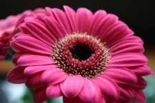 image of flower