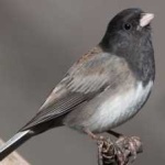 image of bird
