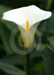 image of giant_white_arum_lily #18