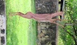image of gerenuk