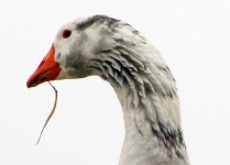 image of animal