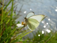 image of cabbage_butterfly