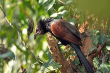 image of coucal #29