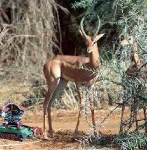 image of gerenuk