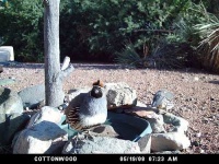 image of quail
