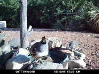 image of quail #11