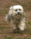 image of animal