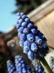 image of flower