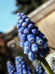 image of grape_hyacinth #28