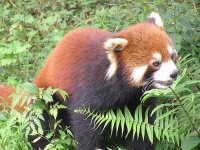 image of lesser_panda #11