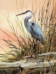 image of heron