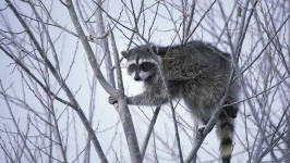 image of animal