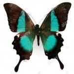 image of animal