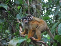 image of squirrel_monkey