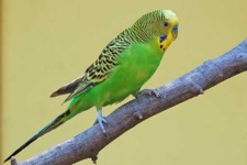 image of parakeet