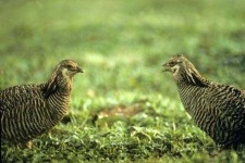 image of prairie_chicken