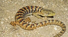 image of alligator_lizard