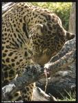 image of jaguar_car