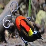 image of bird