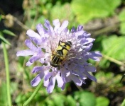 image of flower